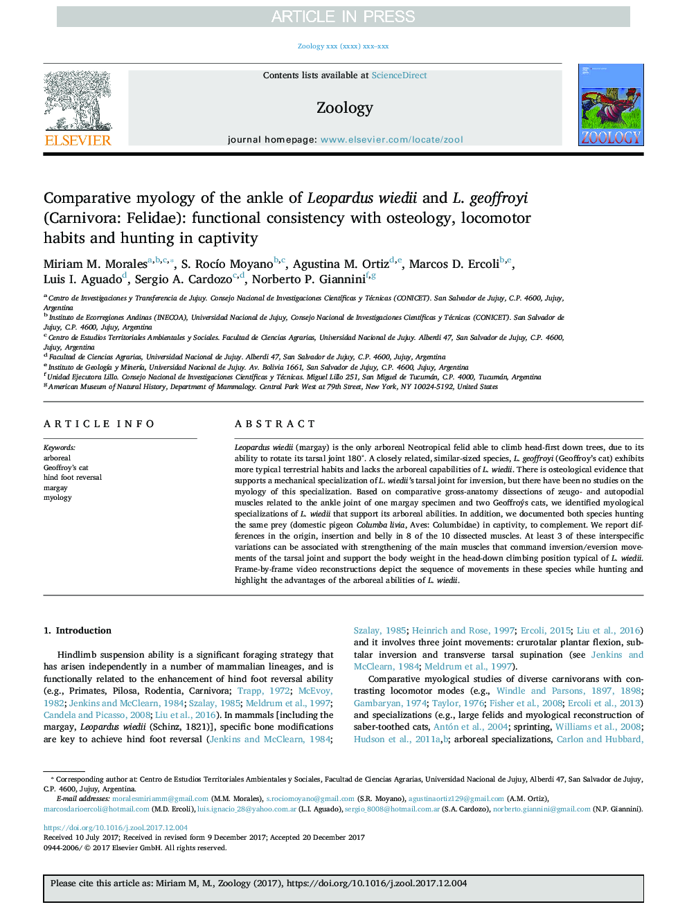 Comparative myology of the ankle of Leopardus wiedii and L. geoffroyi (Carnivora: Felidae): functional consistency with osteology, locomotor habits and hunting in captivity