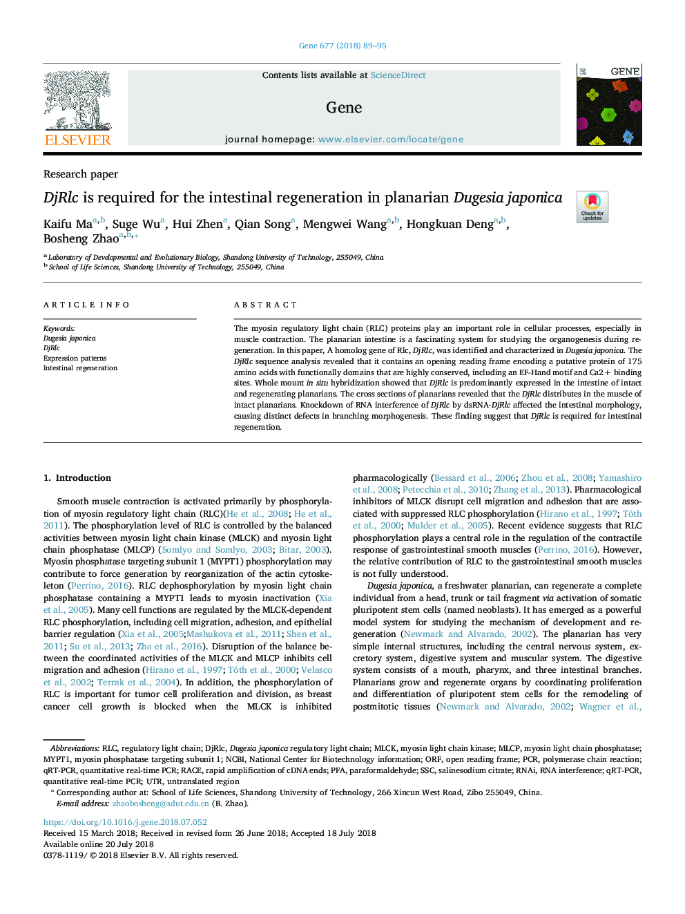 DjRlc is required for the intestinal regeneration in planarian Dugesia japonica