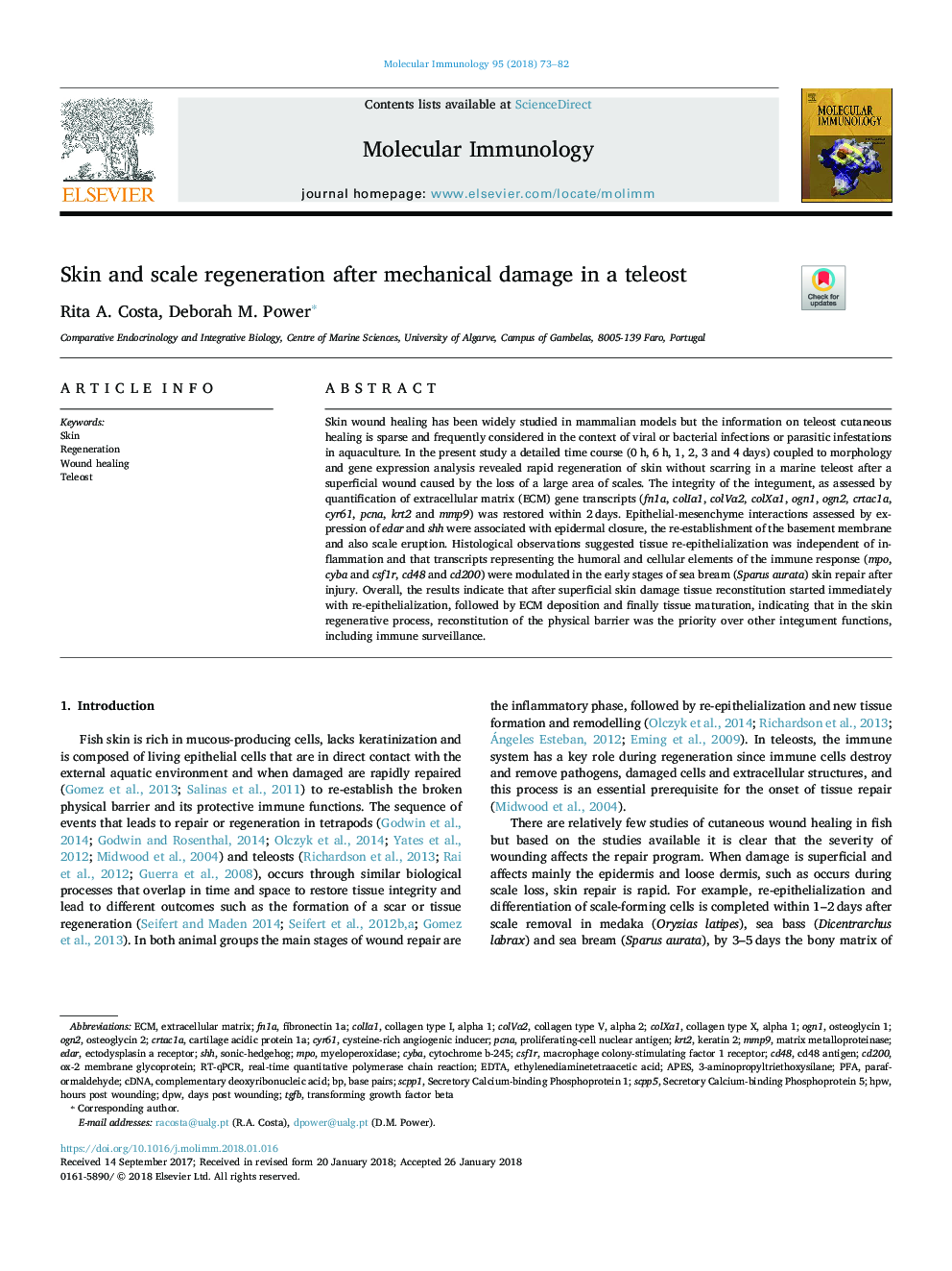 Skin and scale regeneration after mechanical damage in a teleost