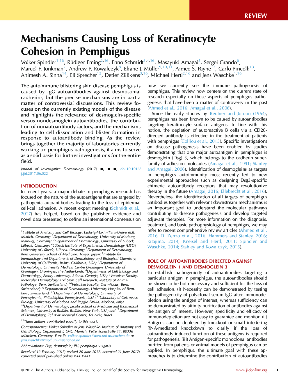 Mechanisms Causing Loss of Keratinocyte Cohesion in Pemphigus