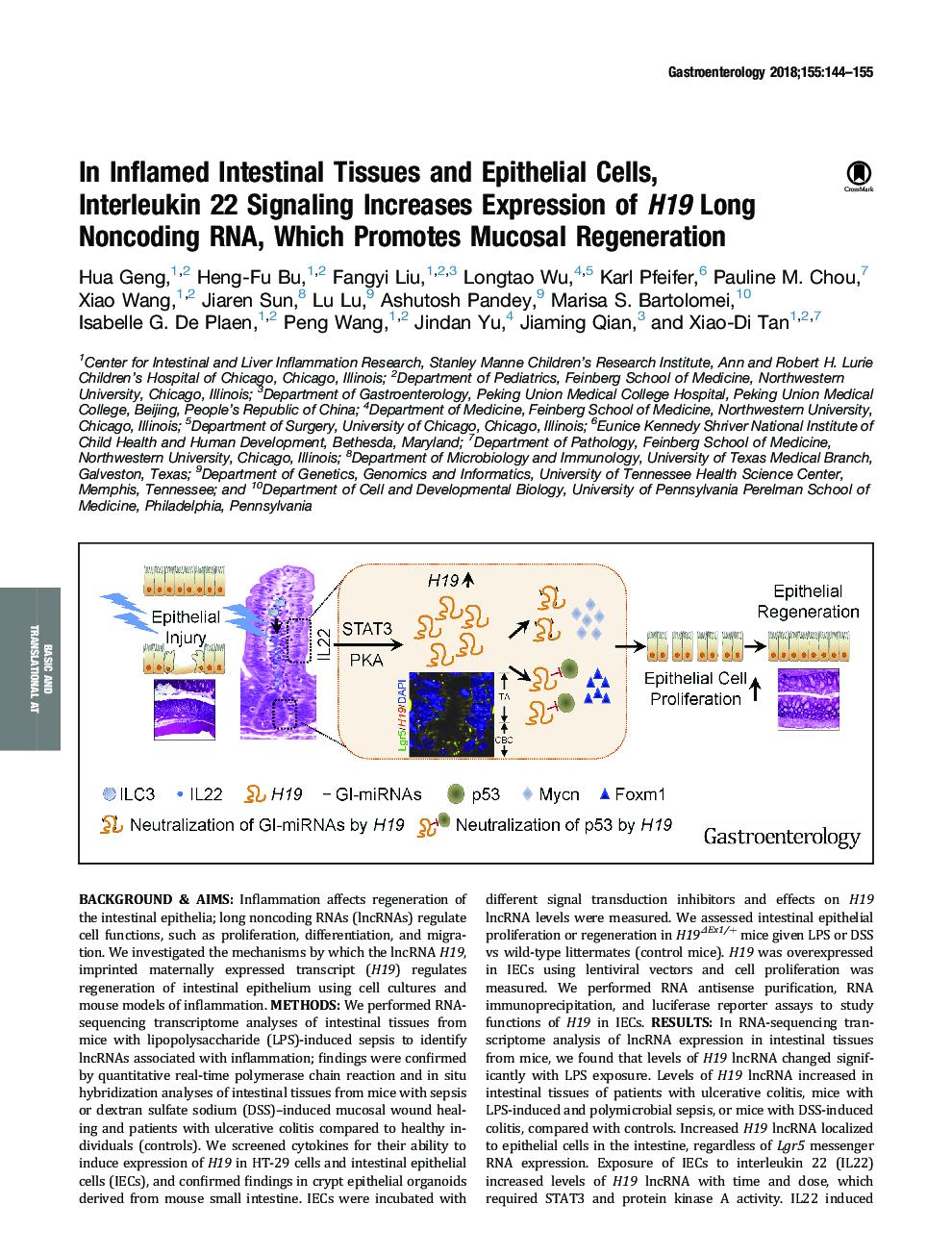 In Inflamed Intestinal Tissues and Epithelial Cells, Interleukin 22Â Signaling Increases Expression of H19 Long Noncoding RNA, Which Promotes Mucosal Regeneration
