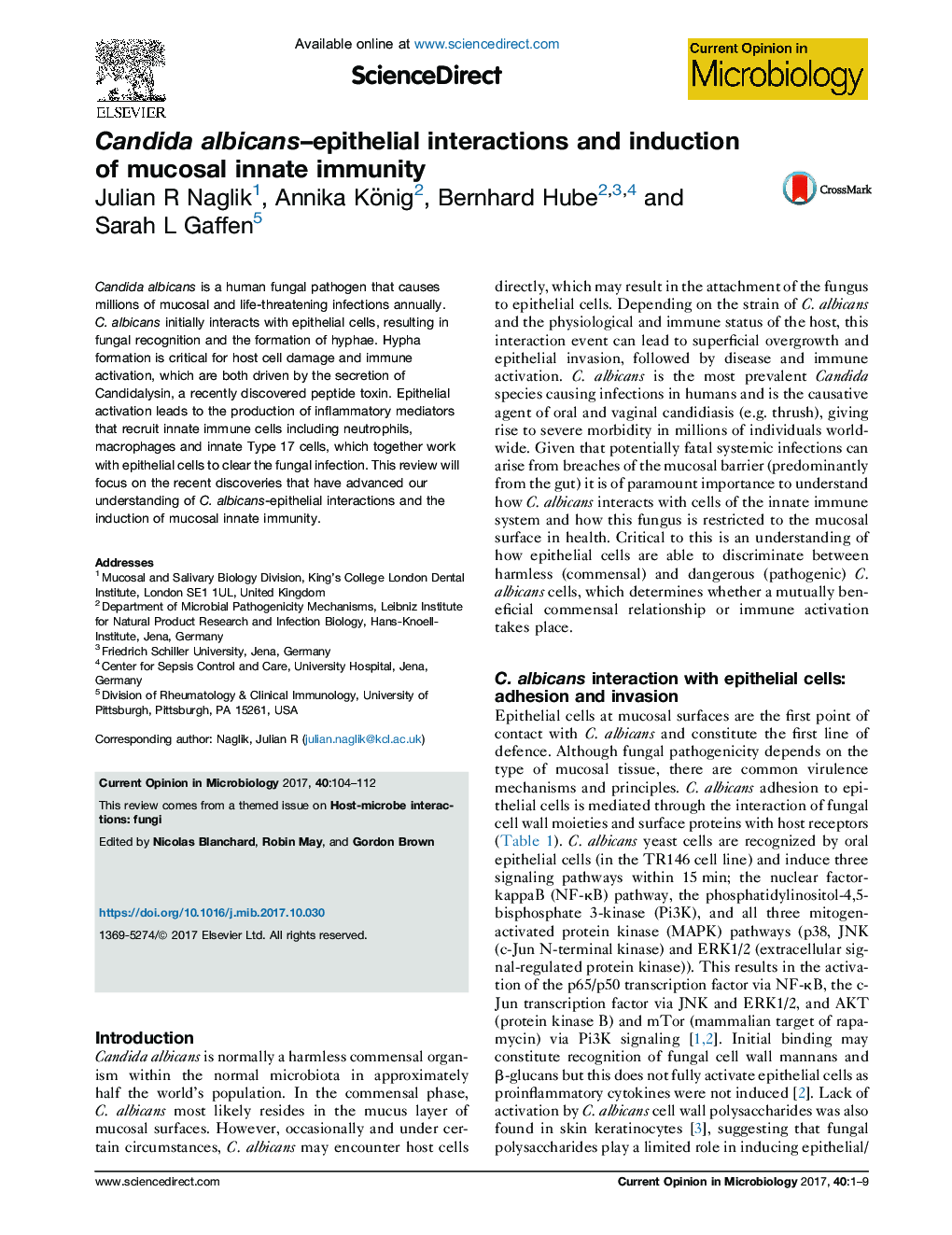 Candida albicans-epithelial interactions and induction of mucosal innate immunity