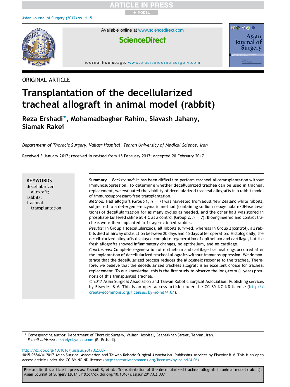 Transplantation of the decellularized tracheal allograft in animal model (rabbit)