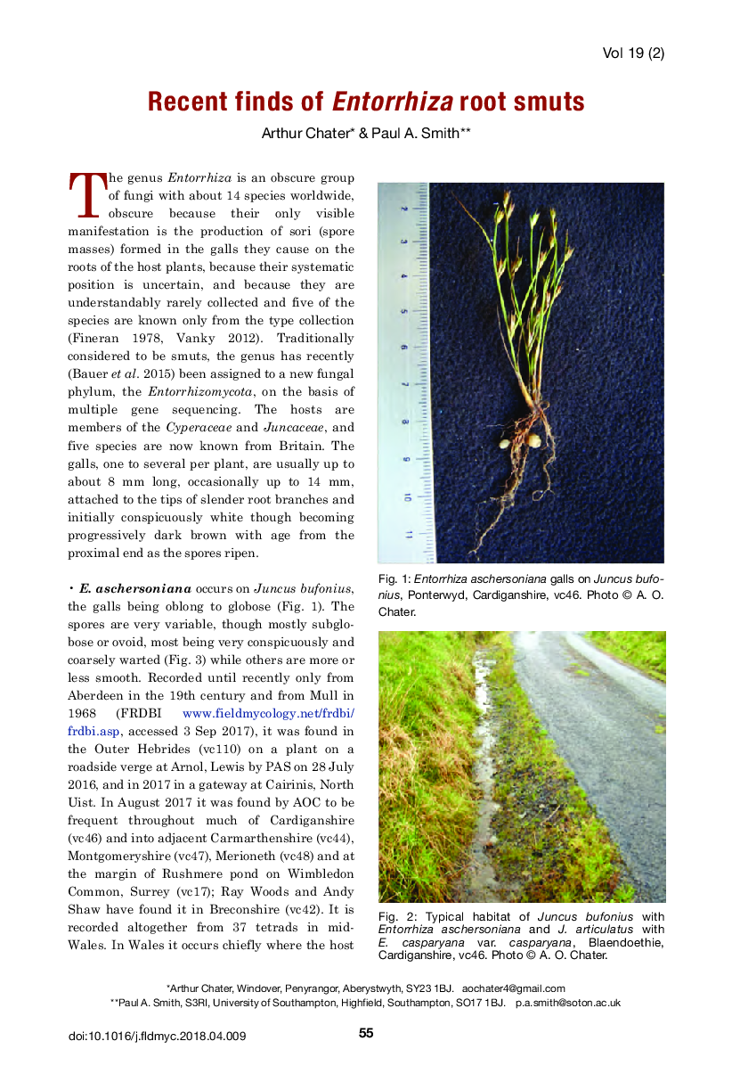 Recent finds of Entorrhiza root smuts