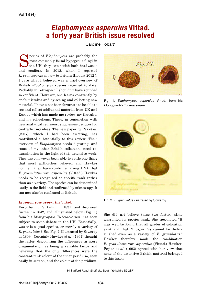 Elaphomyces asperulus Vittad. a forty year British issue resolved