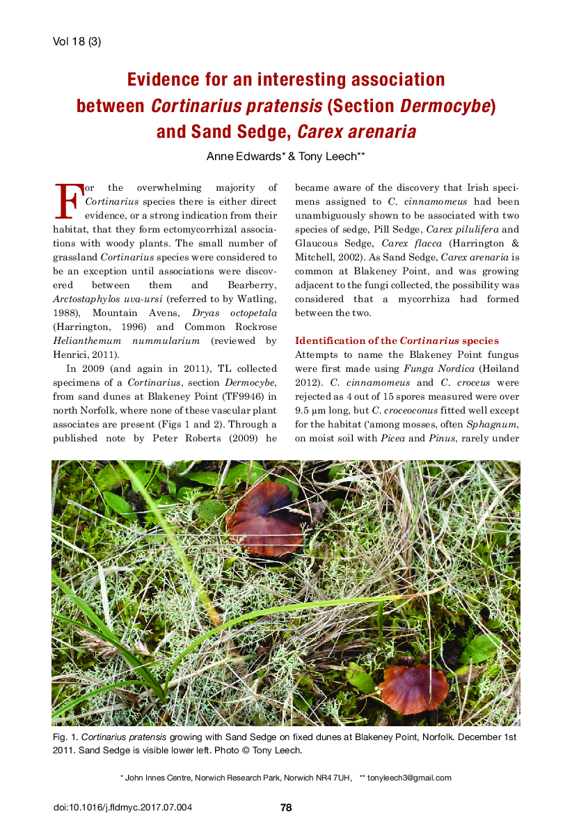 Evidence for an interesting association between Cortinarius pratensis (Section Dermocybe) and Sand Sedge, Carex arenaria