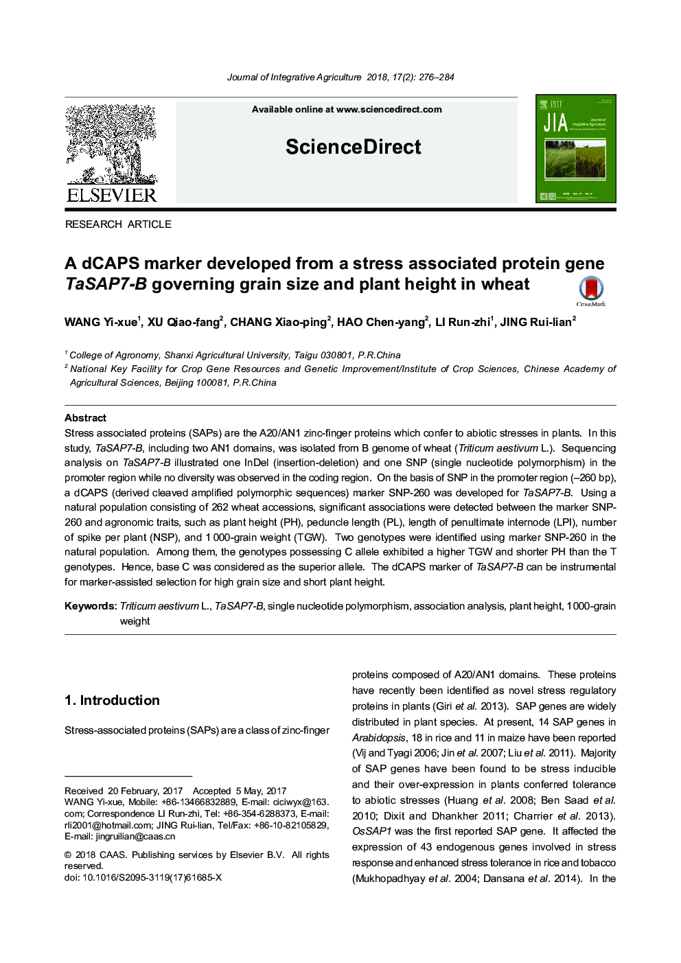 A dCAPS marker developed from a stress associated protein gene TaSAP7-B governing grain size and plant height in wheat