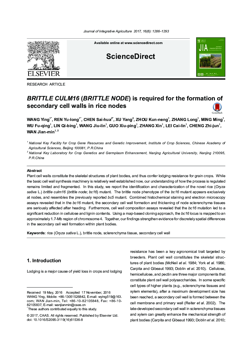 BRITTLE CULM16 (BRITTLE NODE) is required for the formation of secondary cell walls in rice nodes