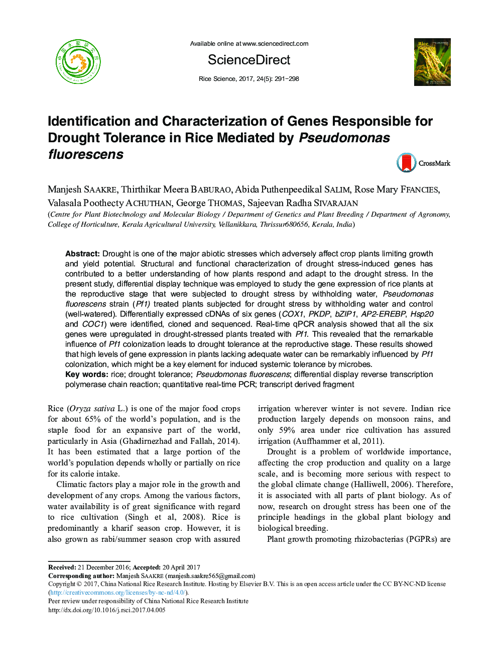 Identification and Characterization of Genes Responsible for Drought Tolerance in Rice Mediated by Pseudomonas fluorescens