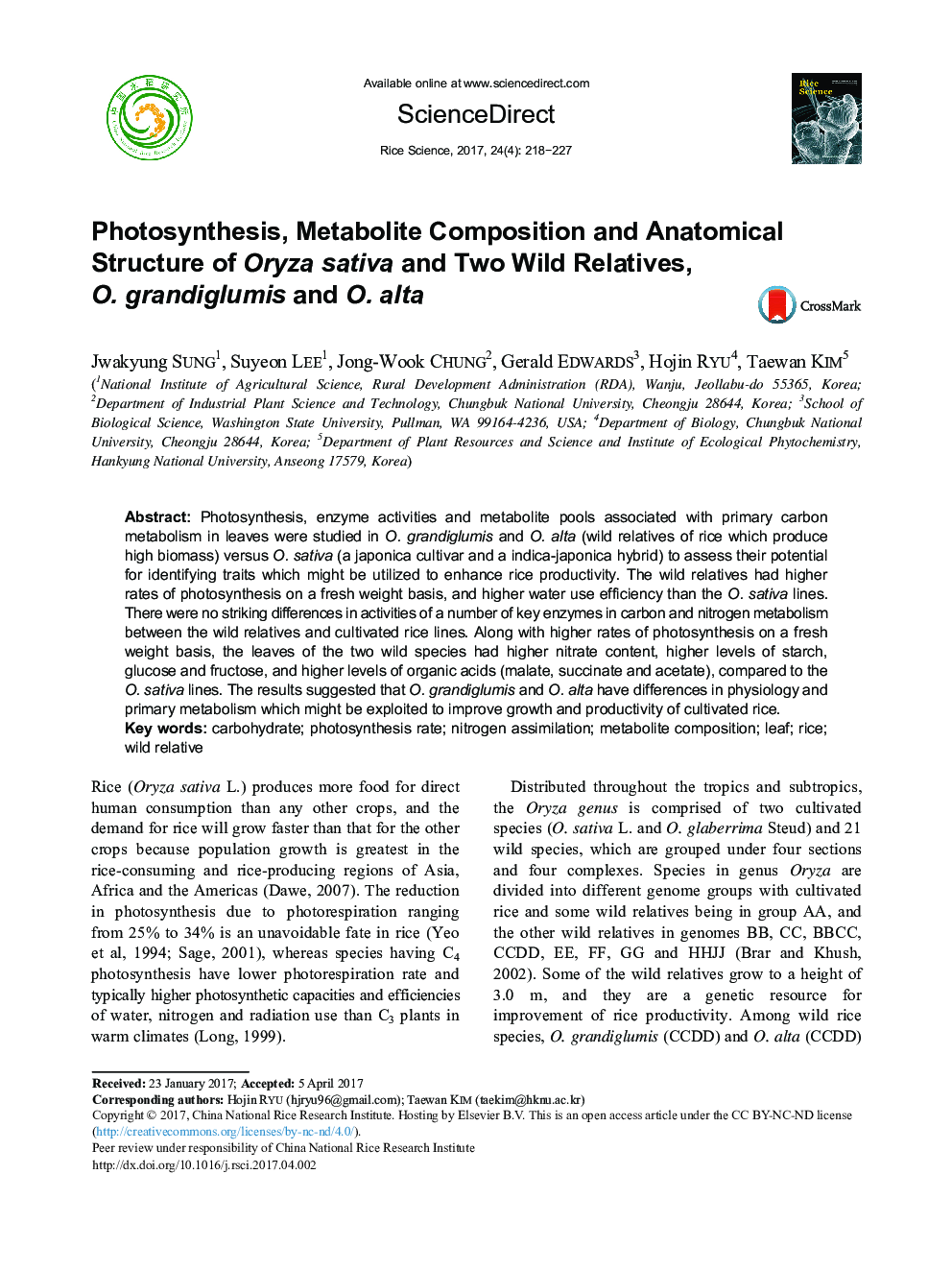 Photosynthesis, Metabolite Composition and Anatomical Structure of Oryza sativa and Two Wild Relatives, O. grandiglumis and O. alta