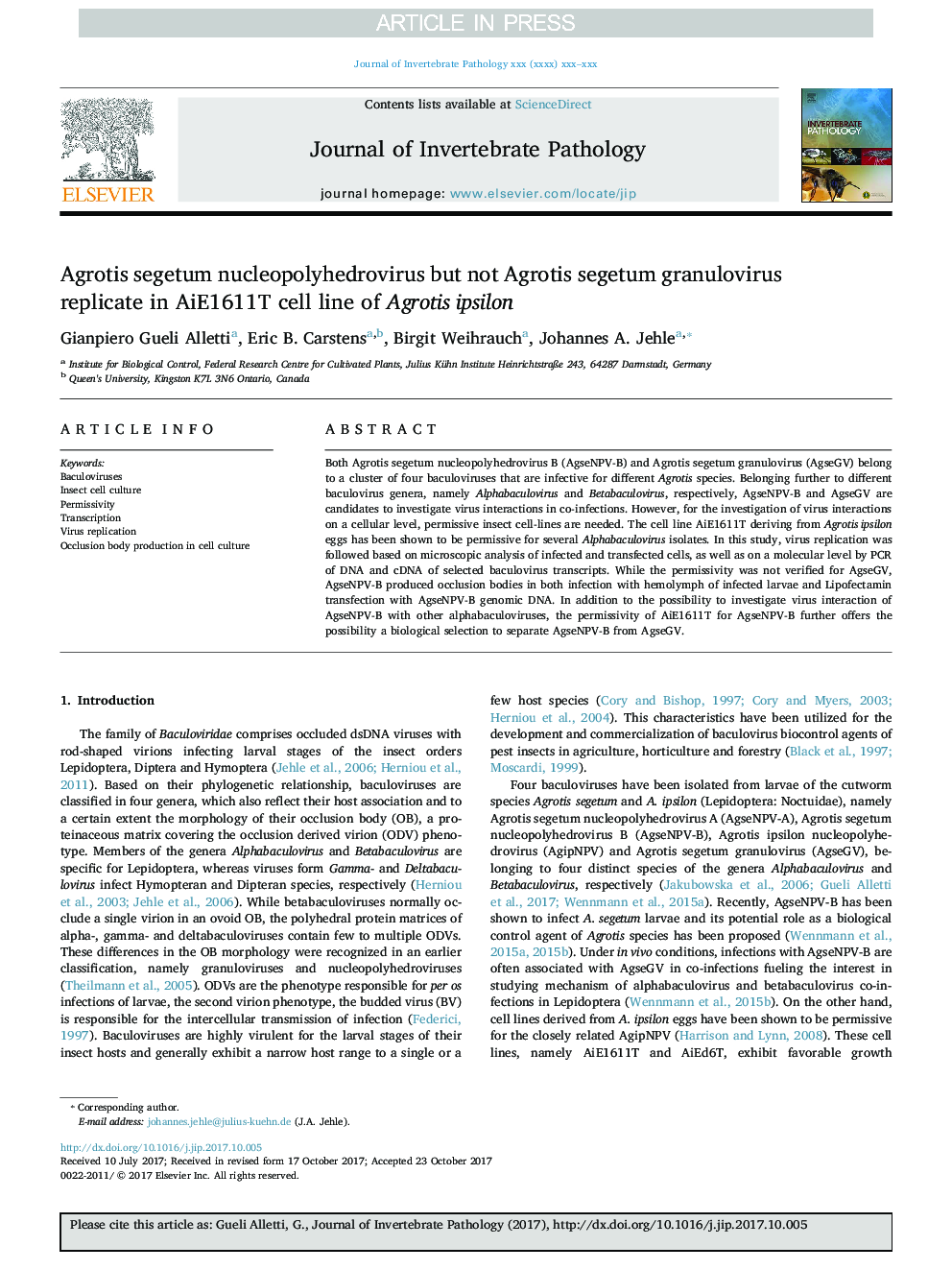 Agrotis segetum nucleopolyhedrovirus but not Agrotis segetum granulovirus replicate in AiE1611T cell line of AgrotisÂ ipsilon