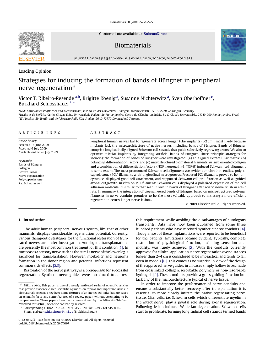 Strategies for inducing the formation of bands of Büngner in peripheral nerve regeneration 