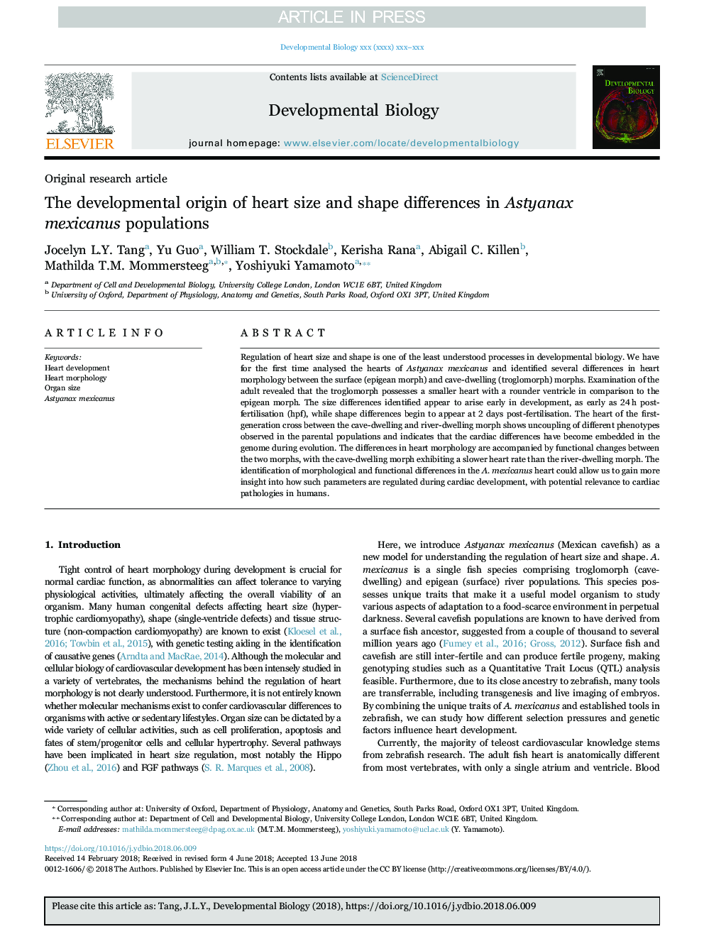 The developmental origin of heart size and shape differences in Astyanax mexicanus populations