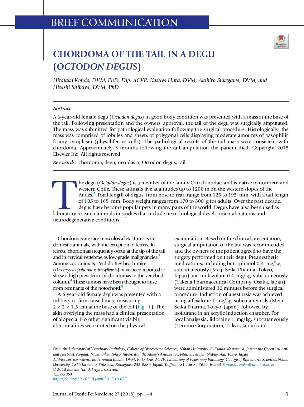 CHORDOMA OF THE TAIL IN A DEGU (OCTODON DEGUS)