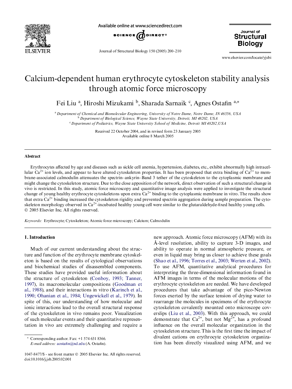 Calcium-dependent human erythrocyte cytoskeleton stability analysis through atomic force microscopy