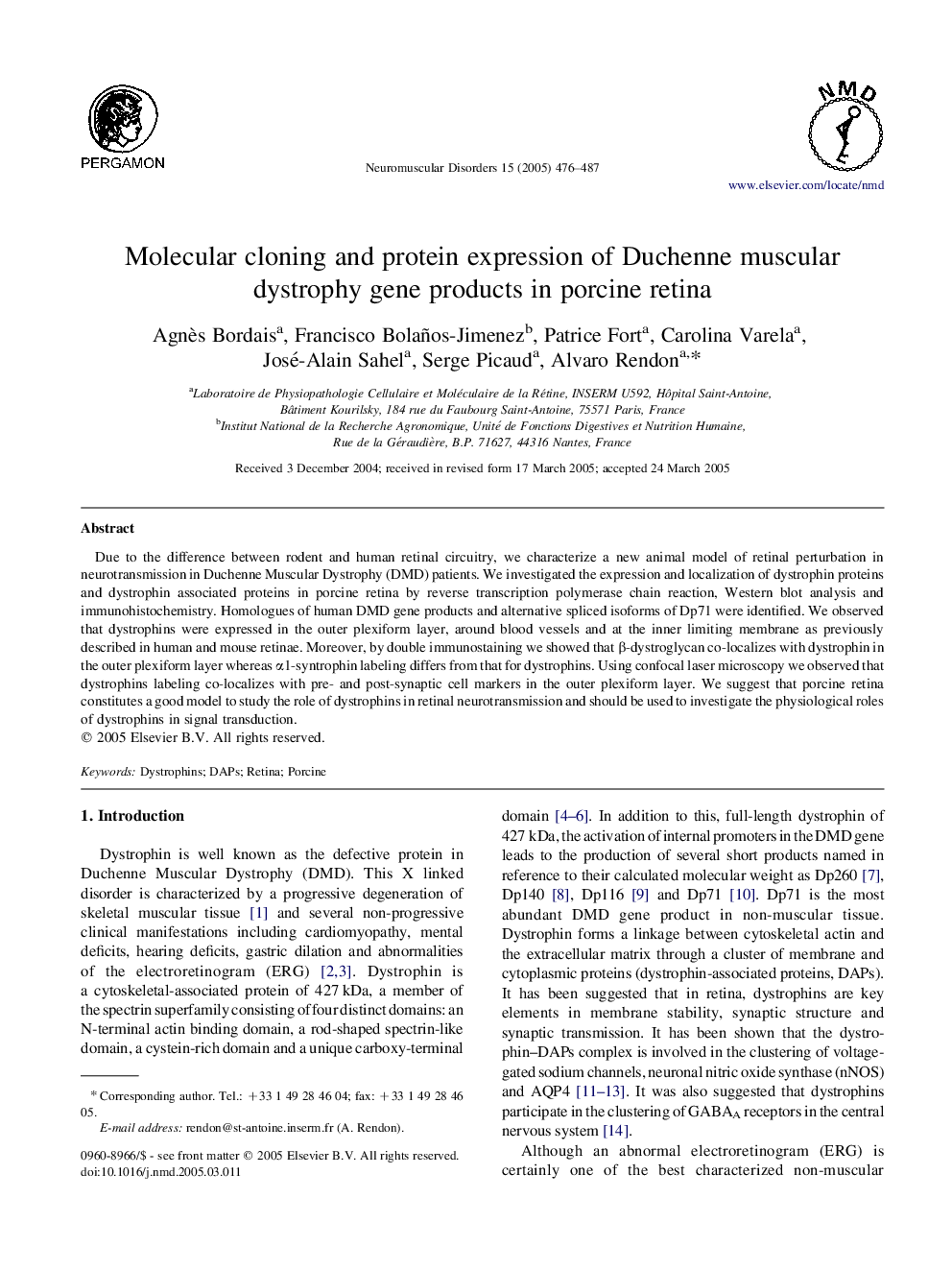 Molecular cloning and protein expression of Duchenne muscular dystrophy gene products in porcine retina