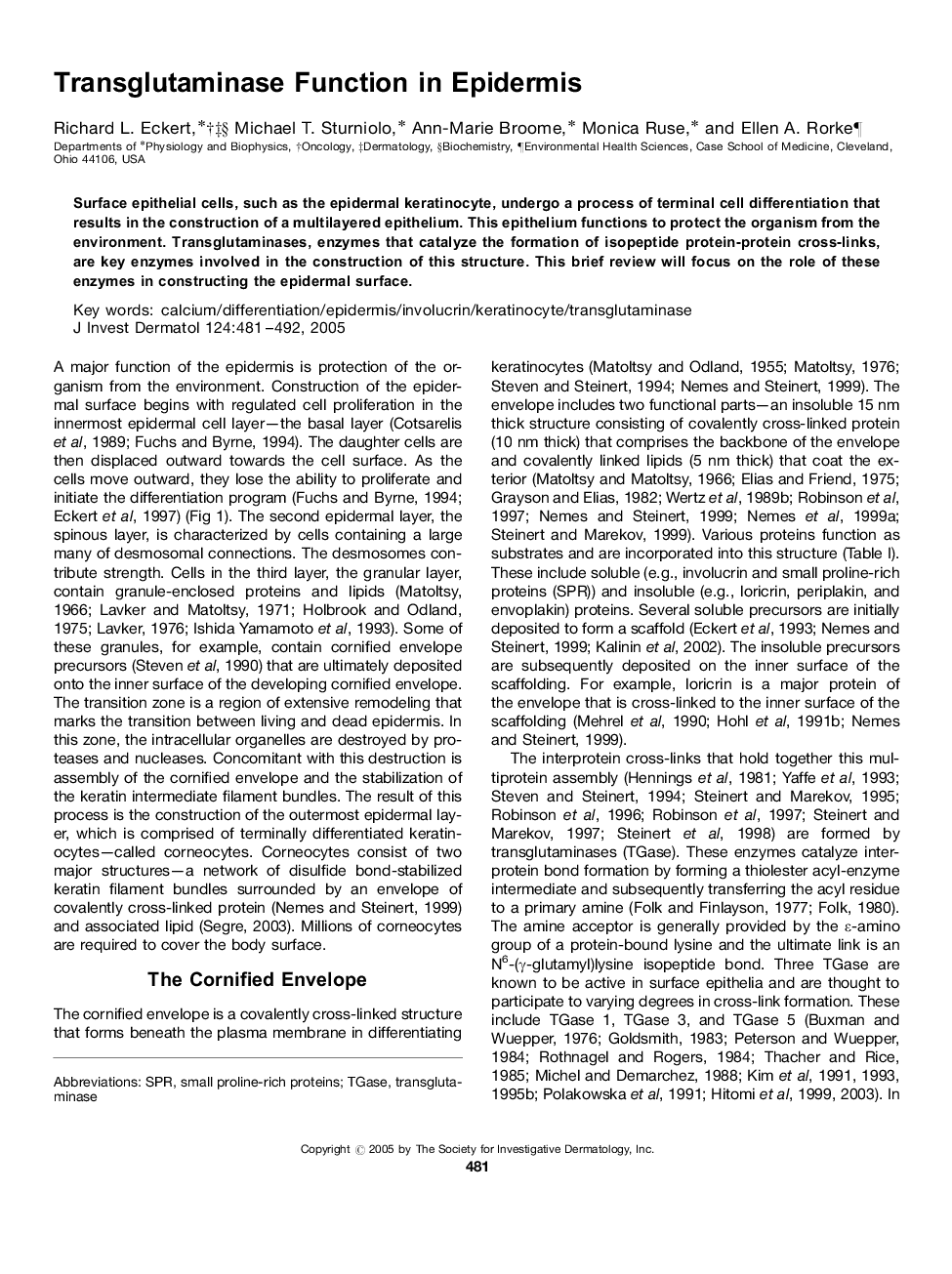 Transglutaminase Function in Epidermis