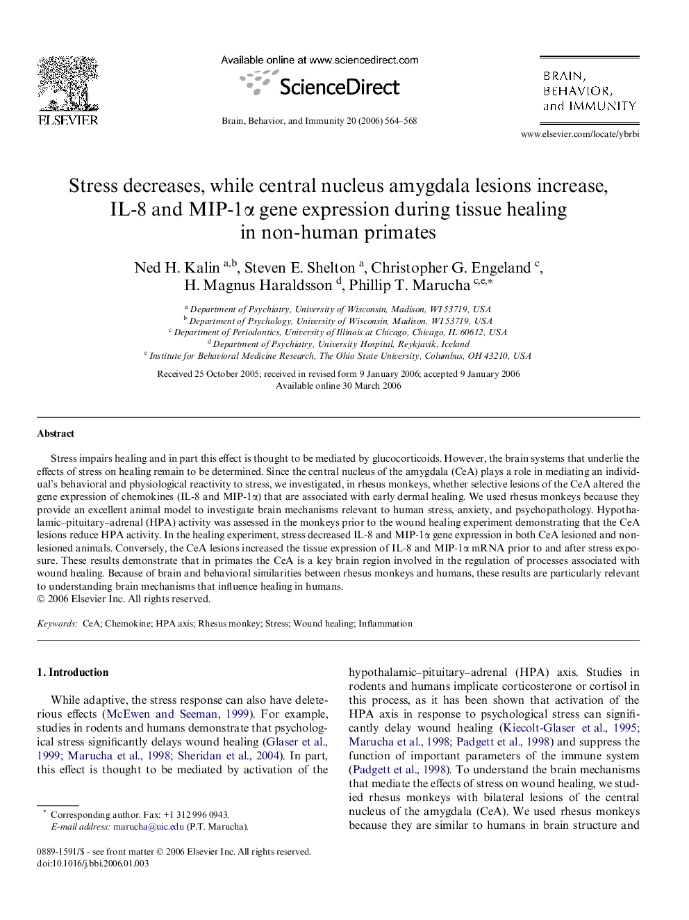 Stress decreases, while central nucleus amygdala lesions increase, IL-8 and MIP-1α gene expression during tissue healing in non-human primates