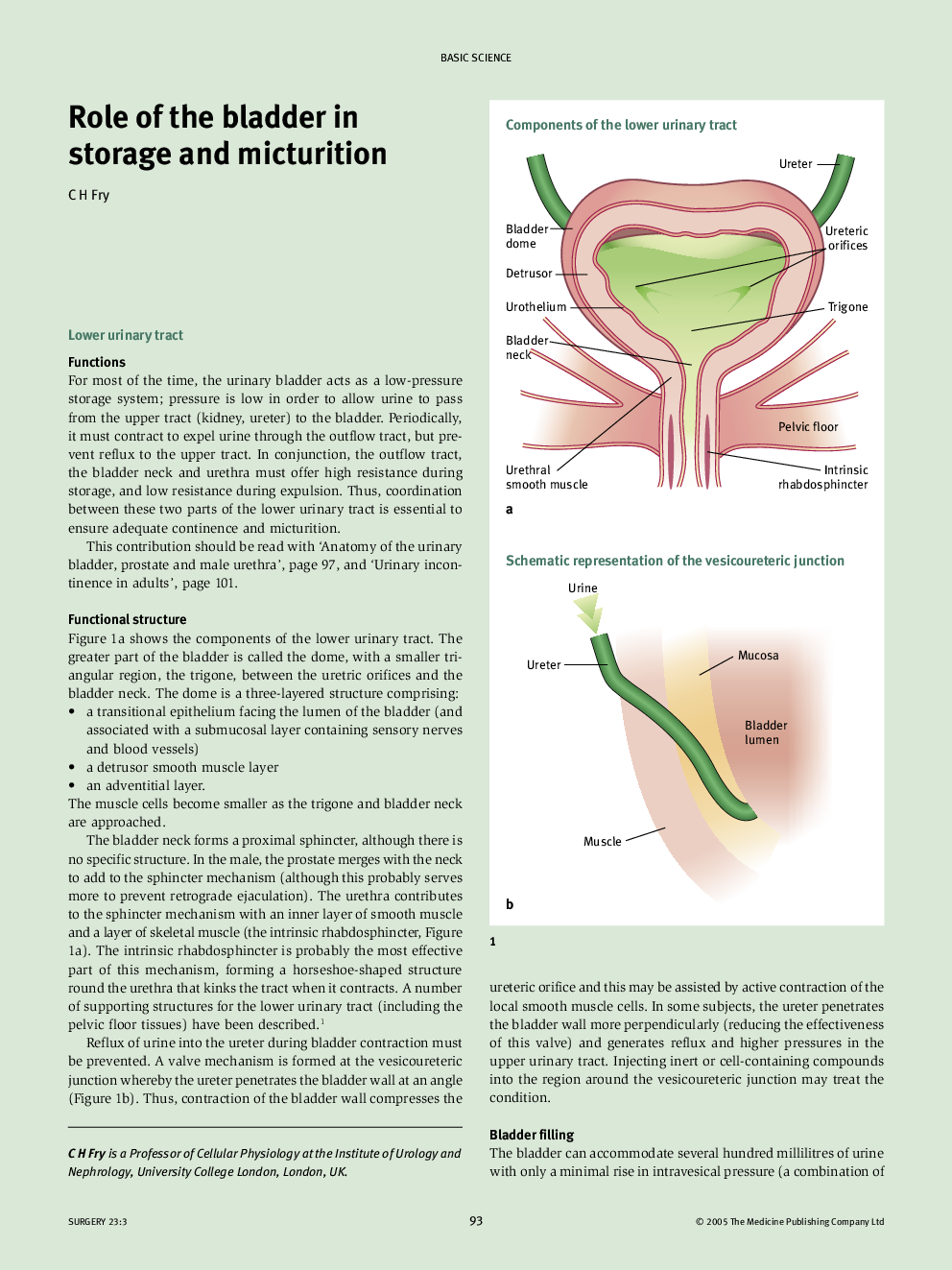 Role of the bladder in storage and micturition